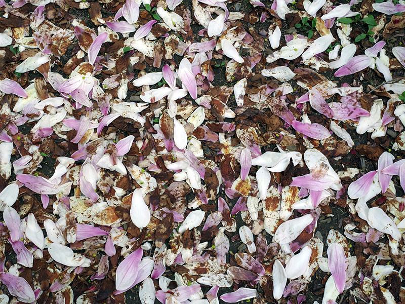 Magnolia petals decomposing, Conn. 2018