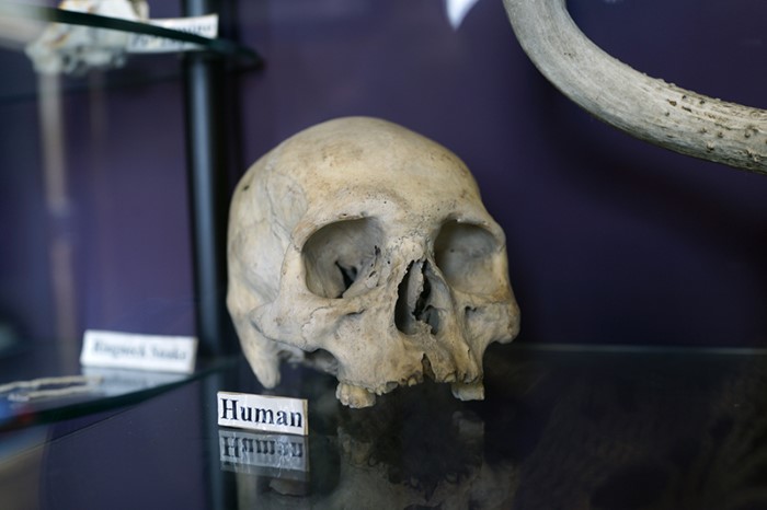 Human skull at nature center, Madison, Conn. 2016